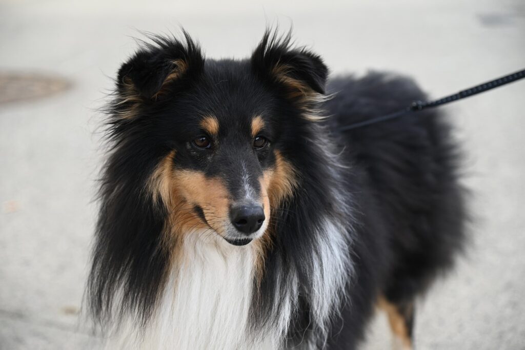 相続した空き家を放置した場合のペナルティとは？