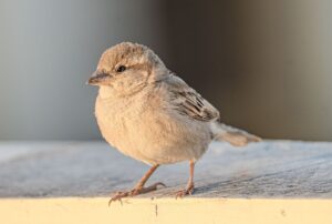 空き家の電気を止めるための手続きや注意点は？