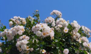 神奈川の空き家売却における相場はどのように変動するのか？