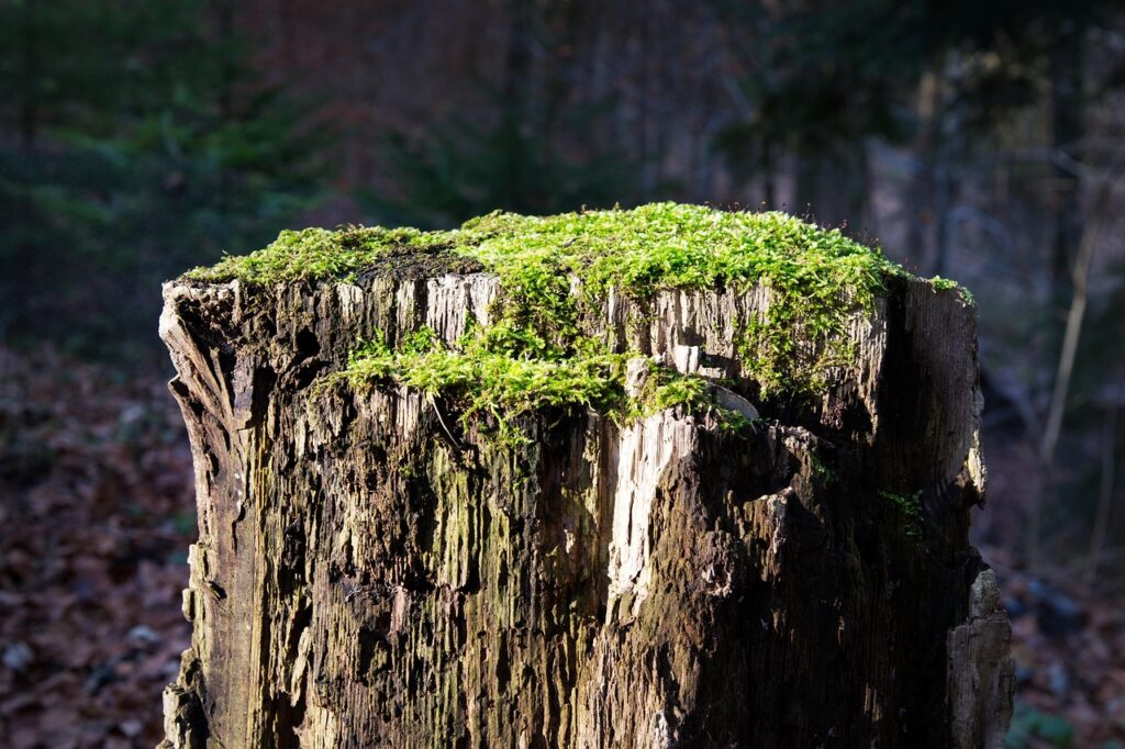 相続した空き家の臭い対策に効果的なカビ取り方法は？
