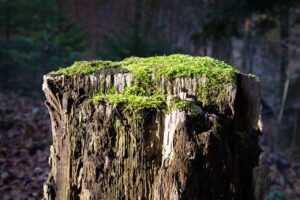 相続した空き家の臭い対策に効果的なカビ取り方法は？