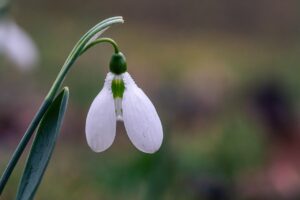 早期売却で相続空き家を成功させるためのポイントは？